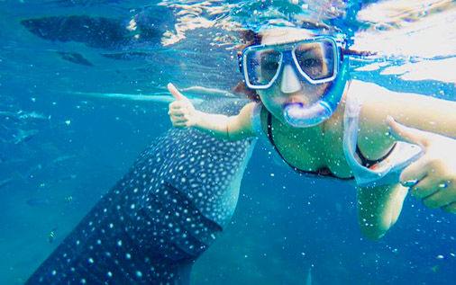 Apnea_whaleshark